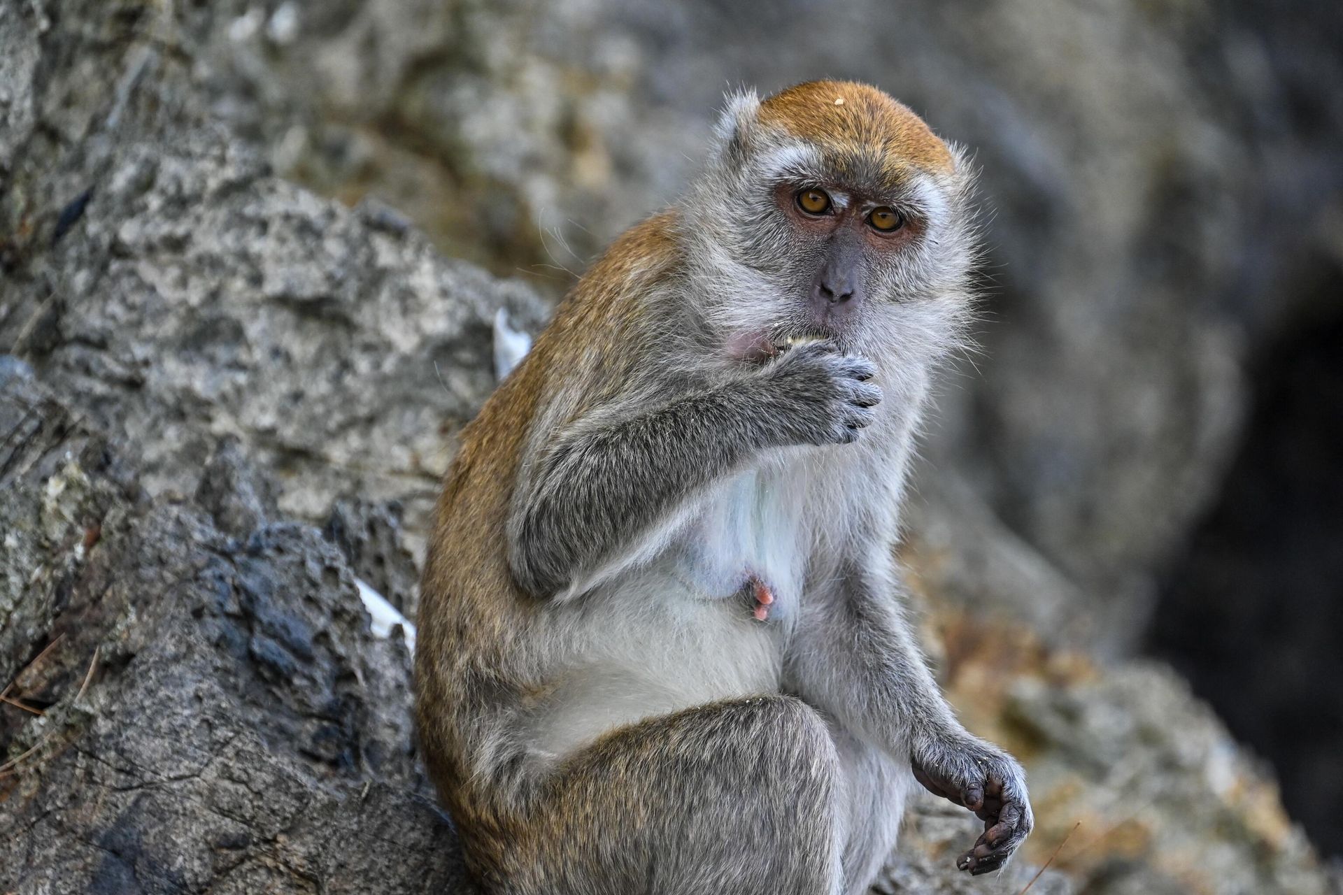 A long-tailed macaque. - Sputnik International, 1920, 11.03.2023
