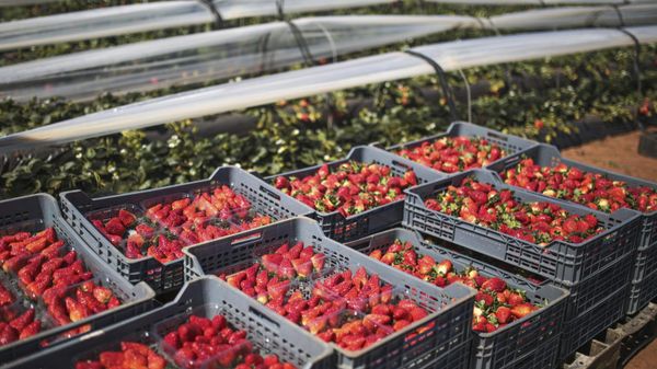 Strawberries are displayed during a harvest festival in Kenitra, near Rabat, Morocco, Wednesday, March 8, 2017.  - Sputnik International