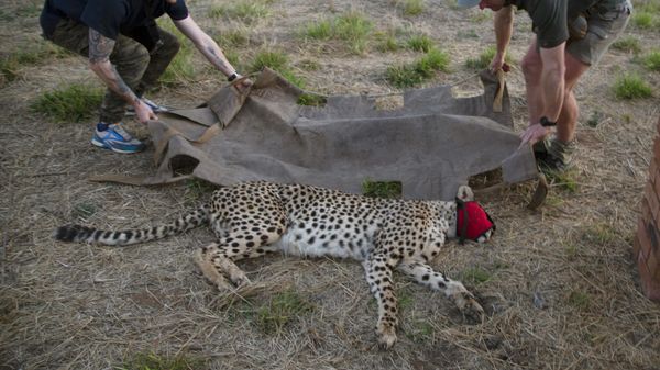 A male cheetah is loaded onto a stretcher after being tranquilized by wildlife veterinarian, Andy Frasier, right, at a reserve near Bella Bella, South Africa, Sunday, Sept. 4, 2022.  - Sputnik International