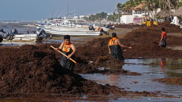 People remove Sargassum in Playa del Carmen, Quintana Roo state, Mexico, on April 6, 2022. - The massive arrival of sargassum at the Riviera Maya began to affect tourism service providers, a week before the start of the Easter holiday period. - Sputnik International