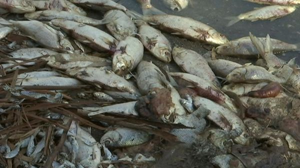 This image made from a video taken on Jan. 7, 2019, shows dead fish along the Darling River bank in Menindee, New South Wales, Australia. - Sputnik International