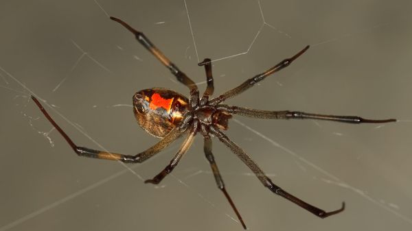 Brown Widows - Sputnik International