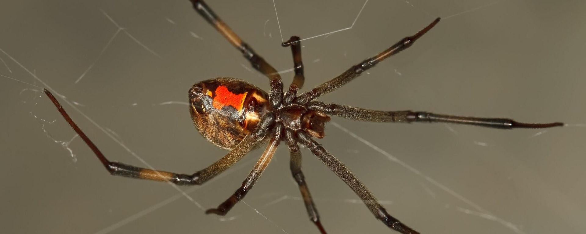 Brown Widows - Sputnik International, 1920, 21.03.2023