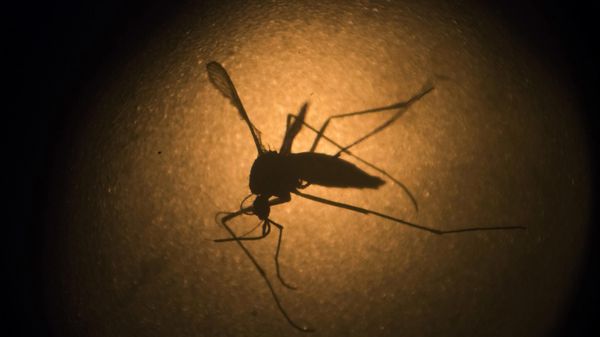 In this Jan. 27, 2016, file photo, an Aedes aegypti mosquito known to carry the Zika virus and the Dengue fever, is photographed through a microscope at the Fiocruz institute in Recife, Pernambuco state, Brazil.  - Sputnik International