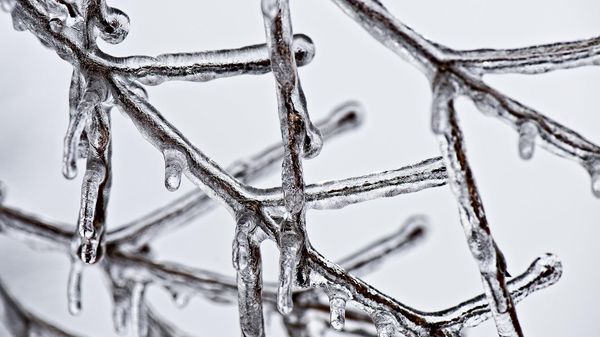 Frozen Tree Branch - Sputnik International