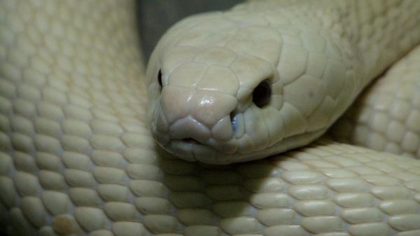 Cape Cobra - Sputnik International