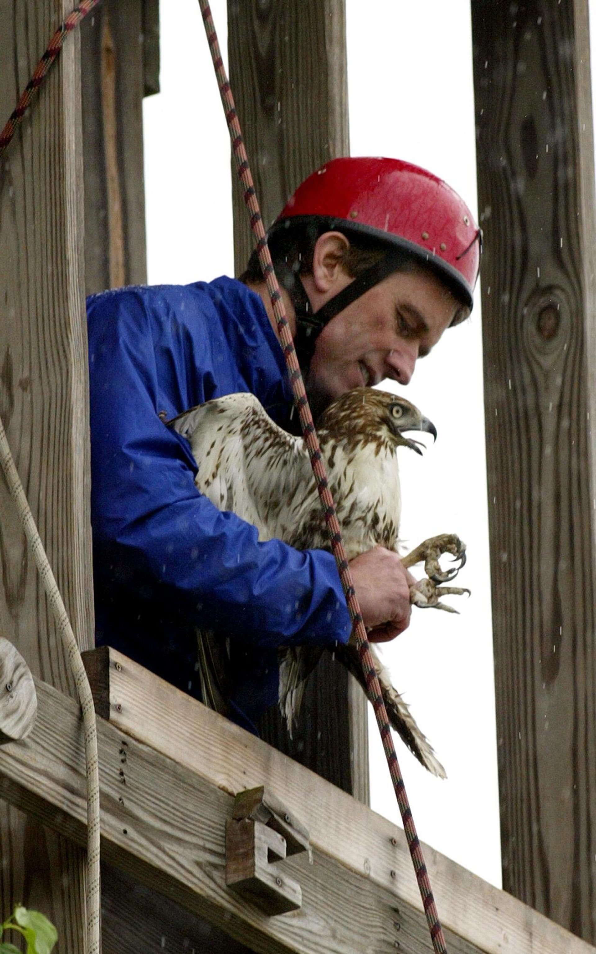 Bobby Kennedy Jr., son of Robert F. Kennedy Sr., prepares to release a Red-tailed Hawk into the wild 31 May, 2003 in Brewster, NY.  - Sputnik International, 1920, 20.04.2023
