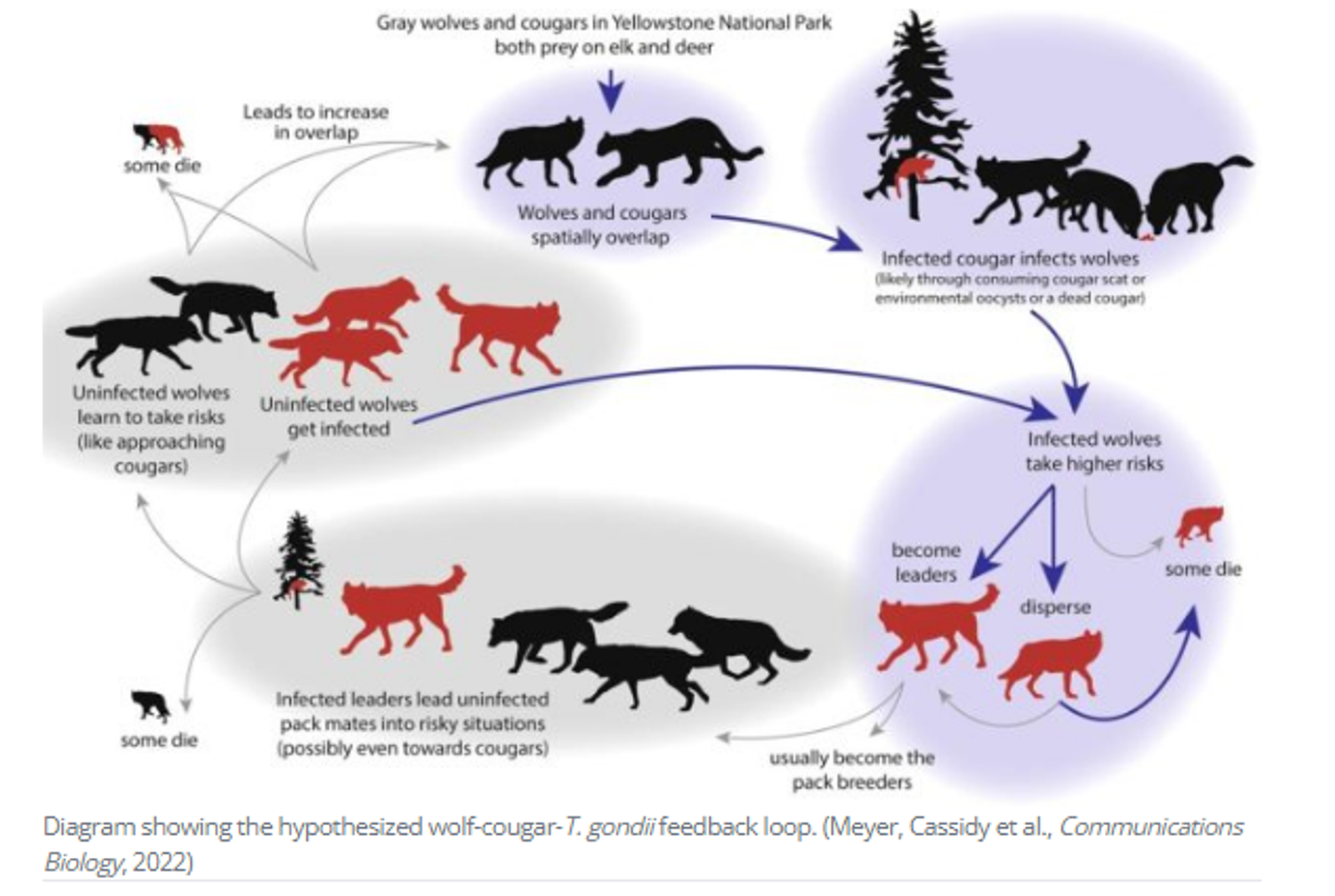 Screenshot of Diagram showing the hypothesized wolf-cougar-T. gondii feedback loop. - Sputnik International, 1920, 28.04.2023