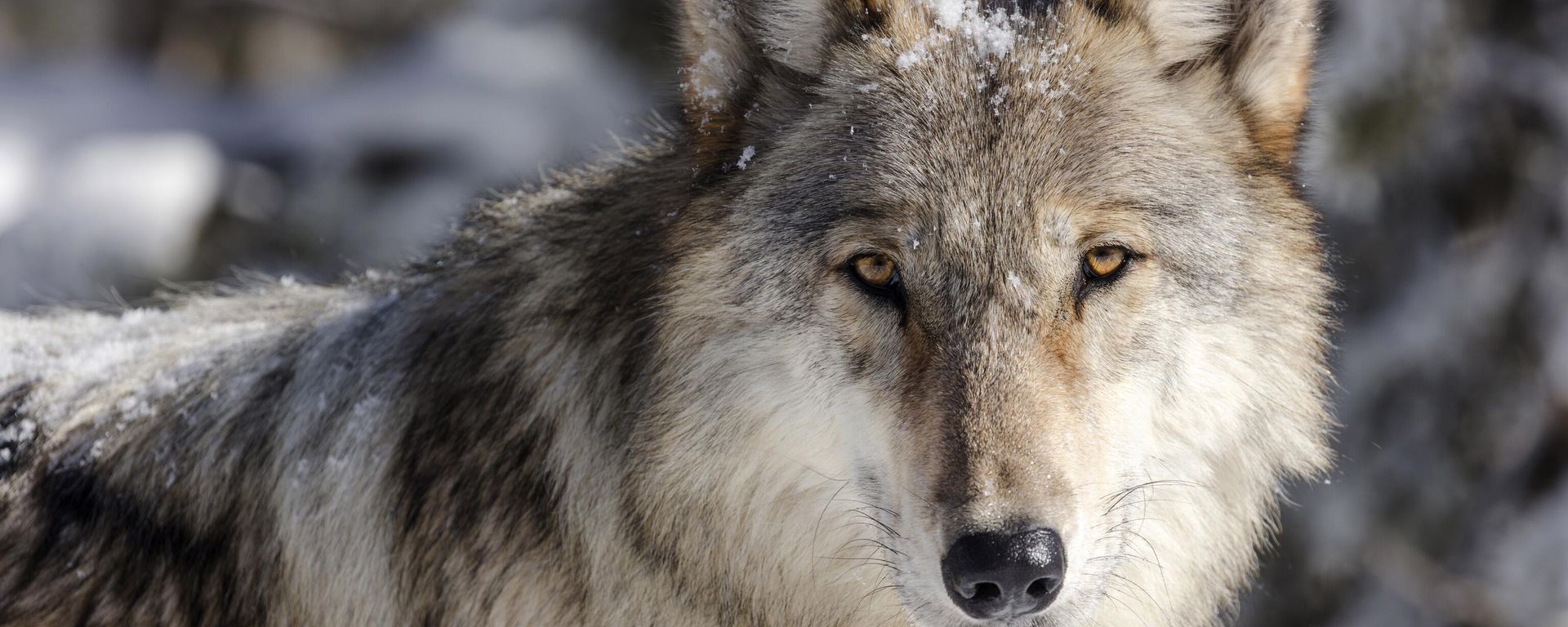 Wolf in Yellowstone National Park, Wyo. - Sputnik International, 1920, 28.04.2023