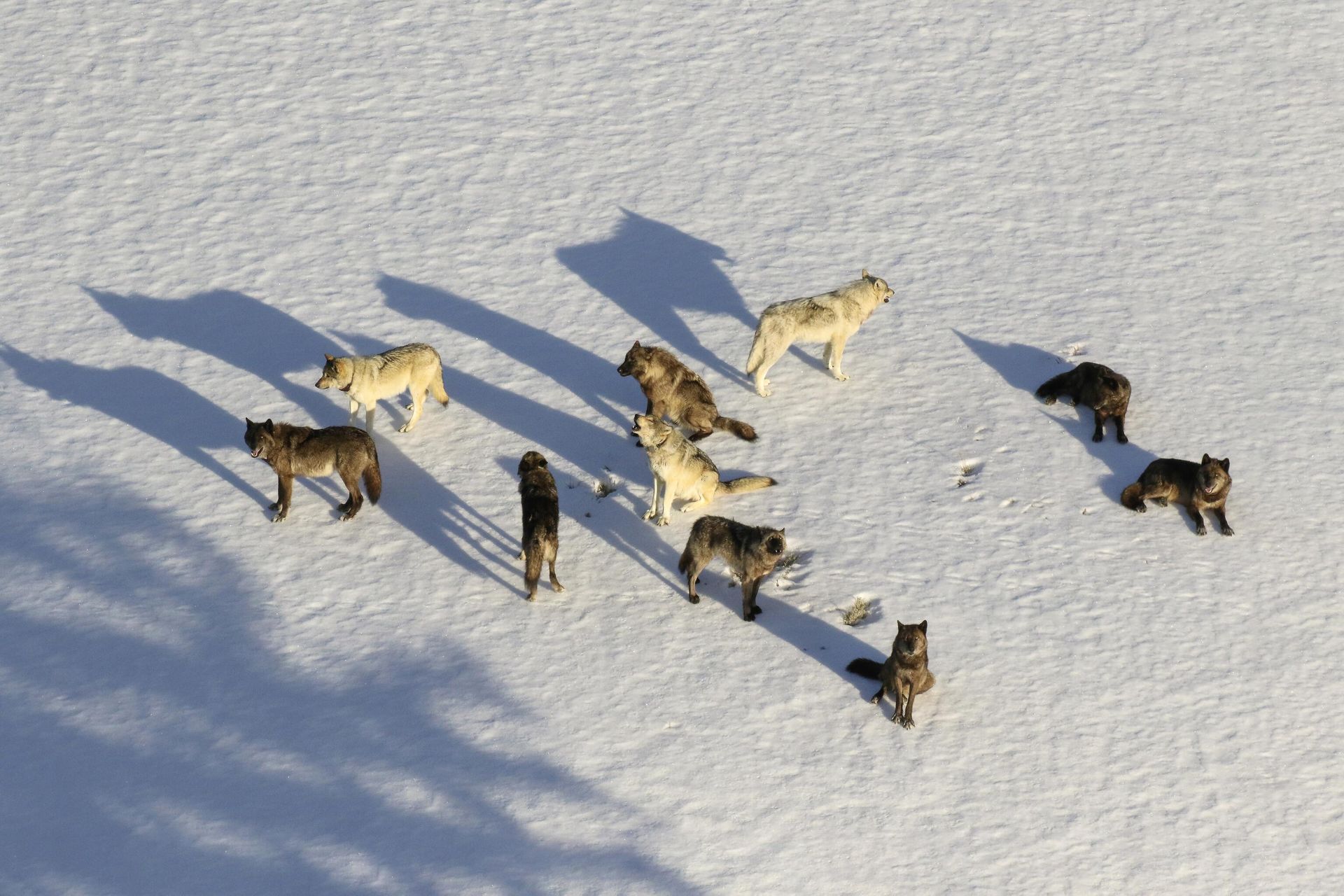 Junction Butte wolf pack in Yellowstone National Park, Wyo. - Sputnik International, 1920, 28.04.2023