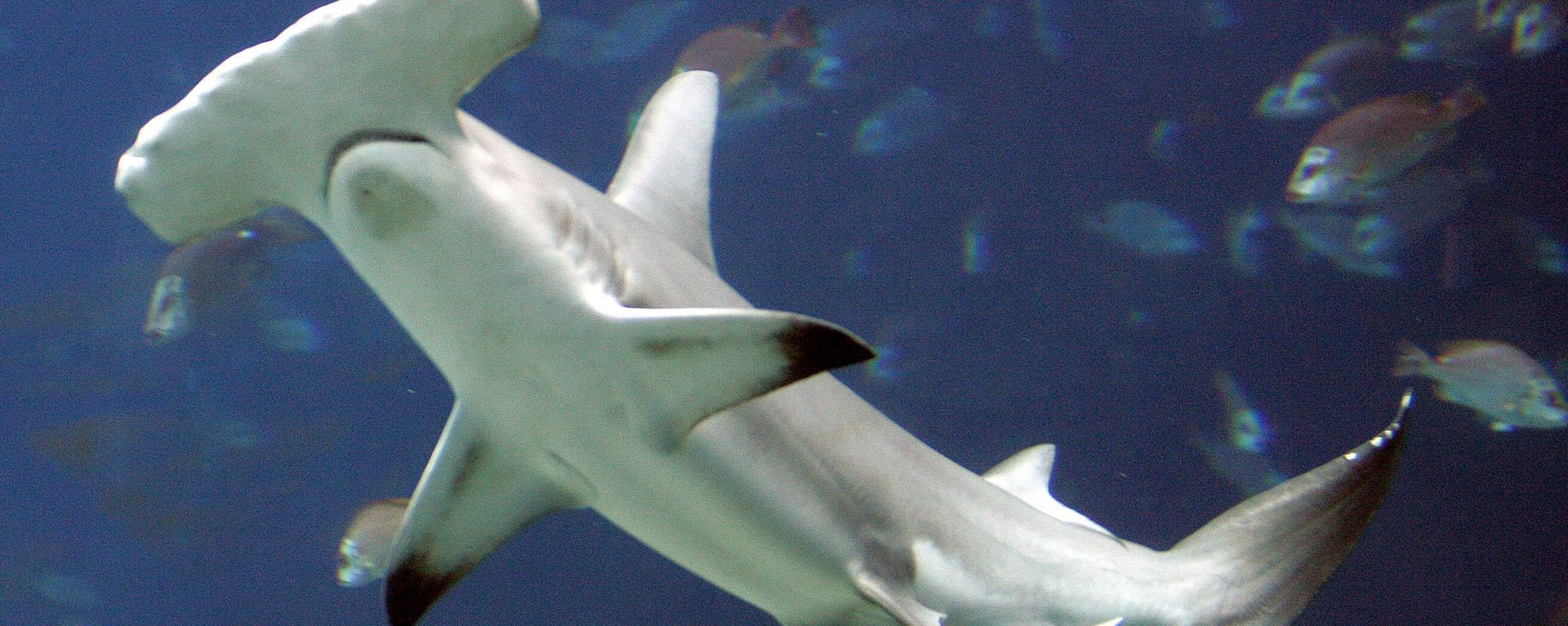 An Oct. 27, 2005 file photo shows a hammerhead shark in a large tank at the Georgia Aquarium, in Atlanta. A U.S.-backed proposal to protect the heavily fished hammerhead sharks was narrowly rejected Tuesday, March 23, 2010, over concerns by Asia nations that regulating the booming trade in shark fins could hurt poor nations.   - Sputnik International, 1920, 12.05.2023