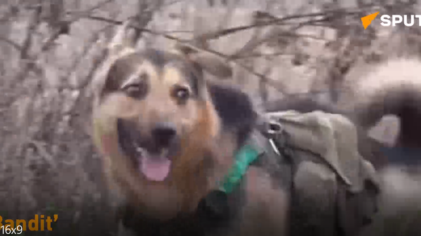 'Bandit'  helping Russian soldiers in the field - Sputnik International