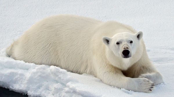 Polar Bear - Sputnik International