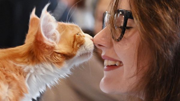 A girl with a cat - Sputnik International