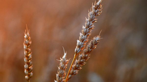 Wheat - Sputnik International