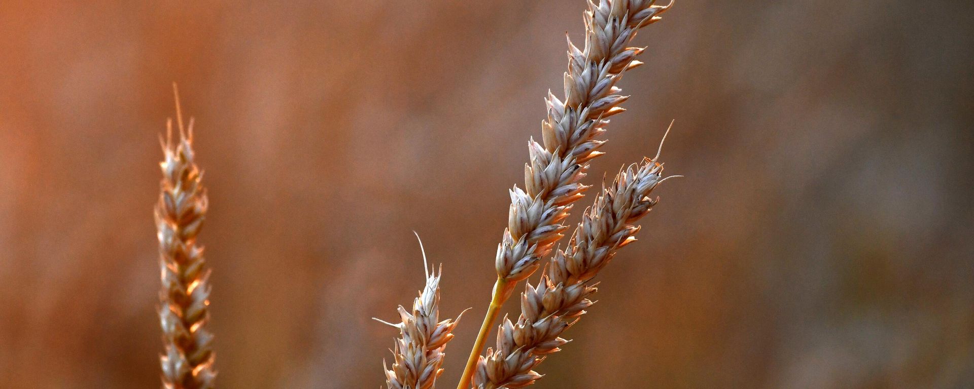 Wheat - Sputnik International, 1920, 18.07.2023