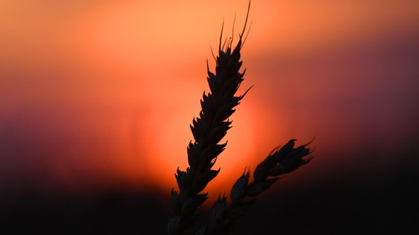 Wheat - Sputnik International