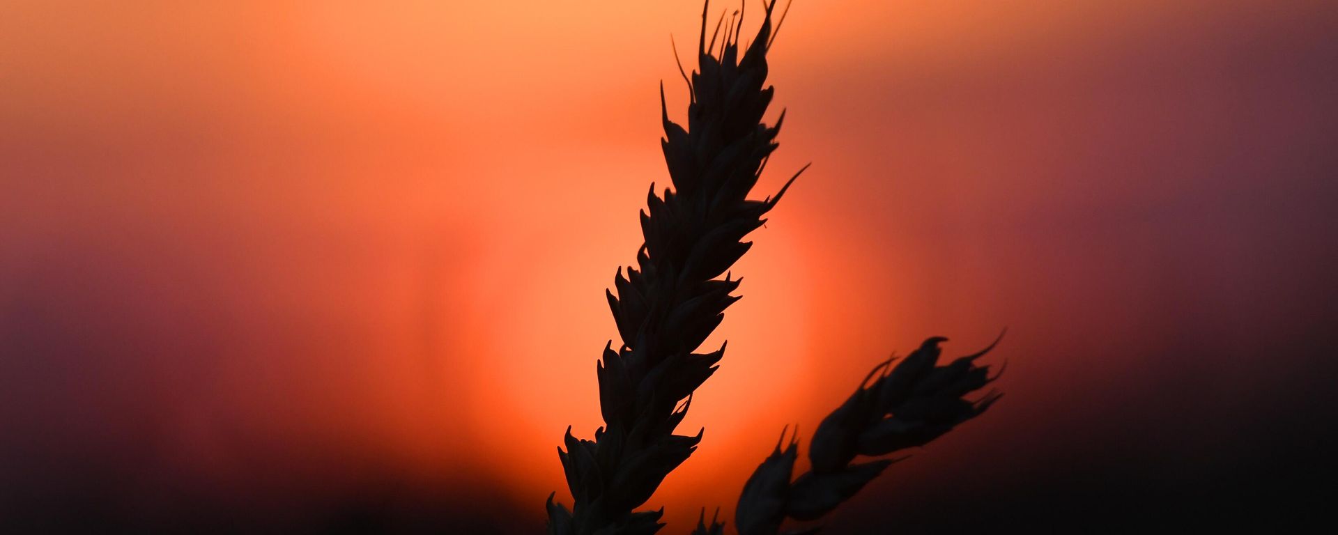 Wheat - Sputnik International, 1920, 07.07.2023