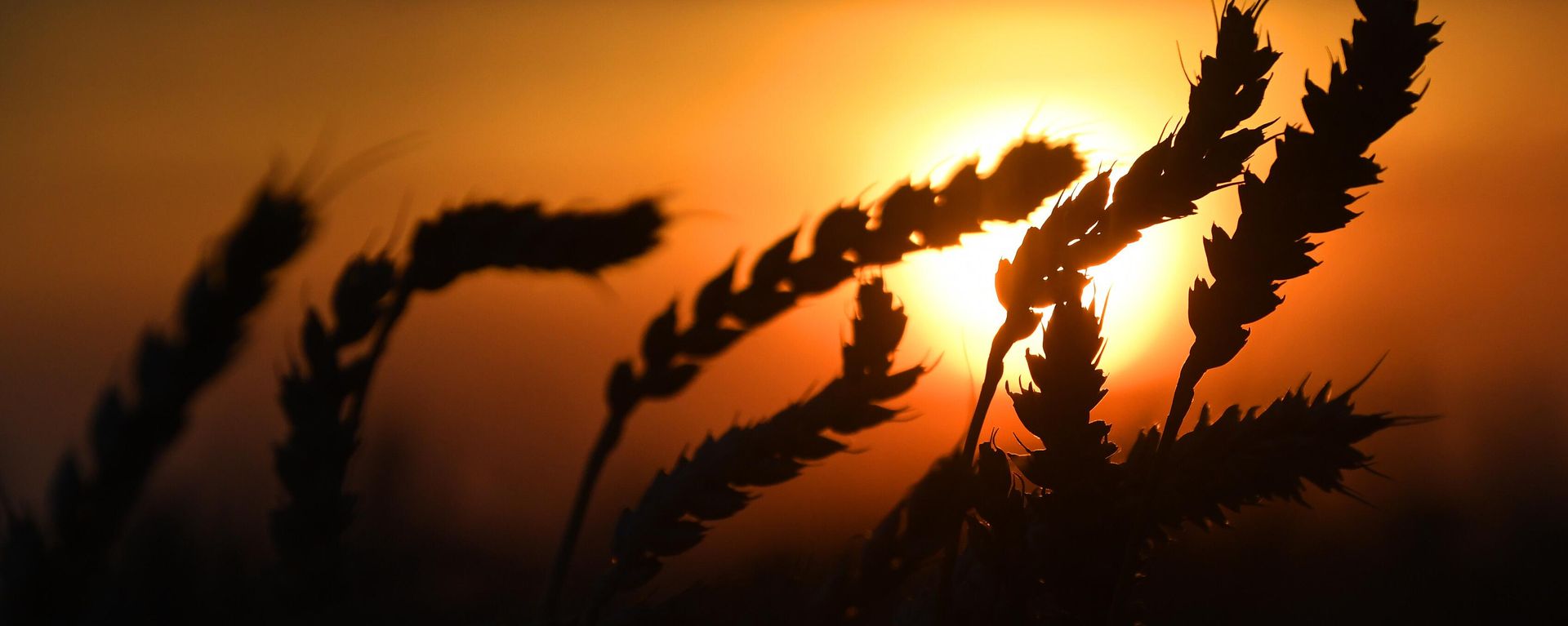 Wheat - Sputnik International, 1920, 17.07.2023