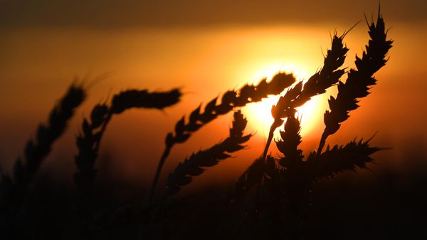Wheat - Sputnik International