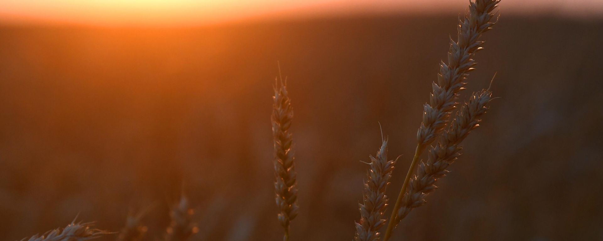 Wheat - Sputnik International, 1920, 30.06.2023