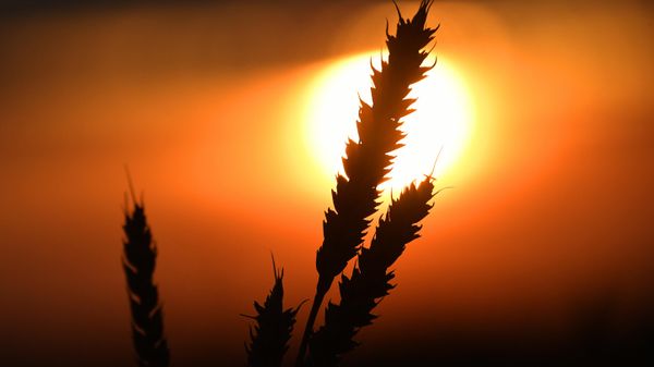 Wheat - Sputnik International