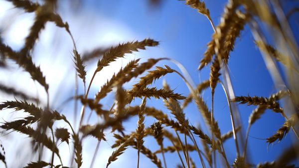 Wheat - Sputnik International