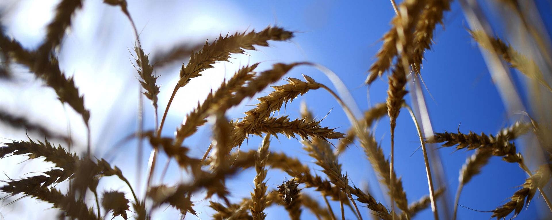 Wheat - Sputnik International, 1920, 15.07.2023
