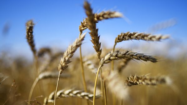 Wheat - Sputnik International