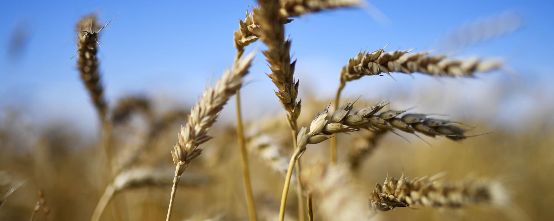 Wheat Wheat - Sputnik International, 1920, 29.06.2023
