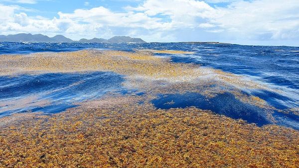 Sargassum near the island of Saint Martin - Sputnik International