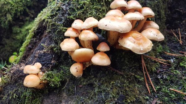 Fungi - Sputnik International