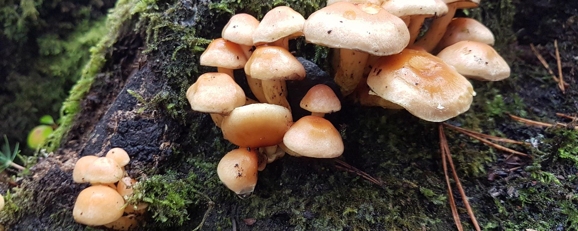 Fungi - Sputnik International, 1920, 05.06.2023