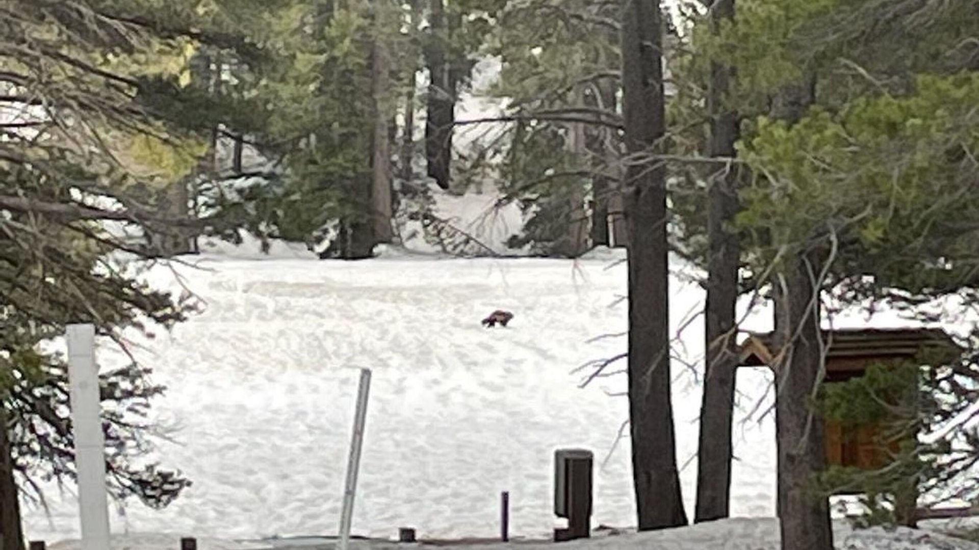This May 2023 image released by the National Park Service shows a rare wolverine sighting in the eastern Sierra Nevada, Calif. The animal has been spotted twice in the Inyo National Forest and once in Yosemite National Park. - Sputnik International, 1920, 06.06.2023