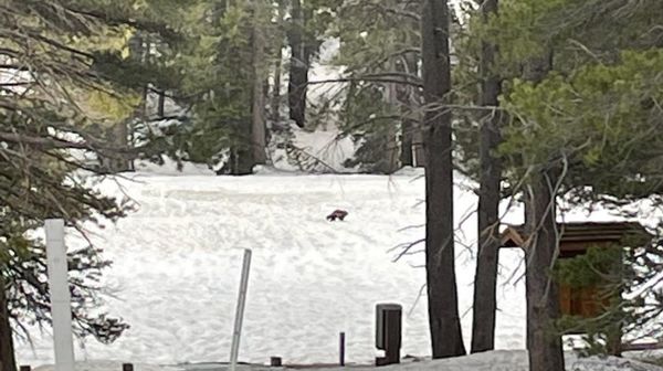 This May 2023 image released by the National Park Service shows a rare wolverine sighting in the eastern Sierra Nevada, Calif. The animal has been spotted twice in the Inyo National Forest and once in Yosemite National Park. - Sputnik International