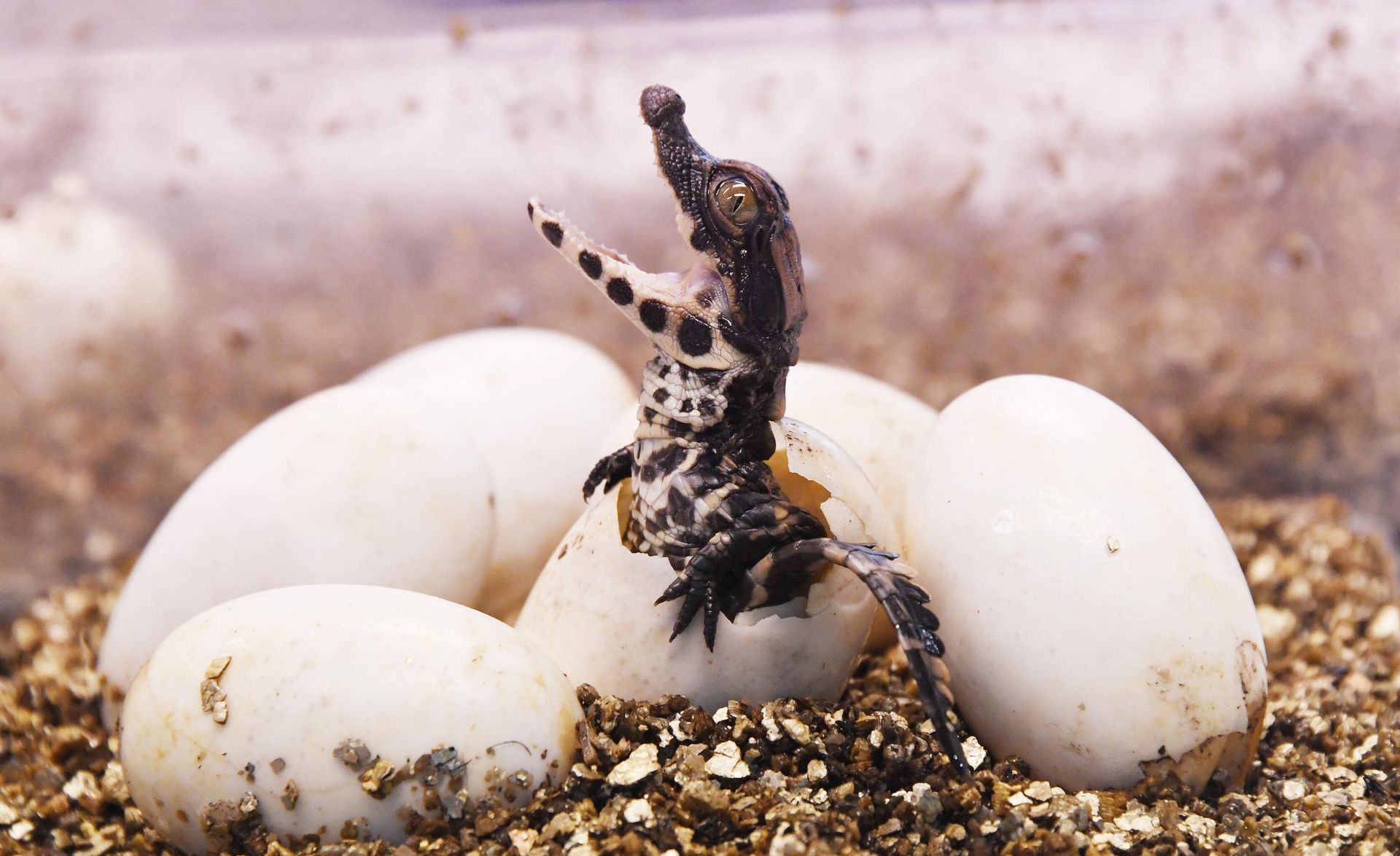 A West African dwarf crocodile hatches from its egg. - Sputnik International, 1920, 07.06.2023