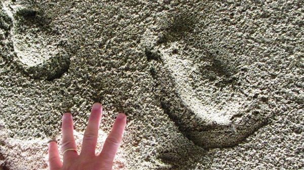 Tracks in hyporelief registered in soft substrate showing no digit casts but prominent displacement rims – distance between tip of thumb and tip of outer finger = 21 cm - Sputnik International
