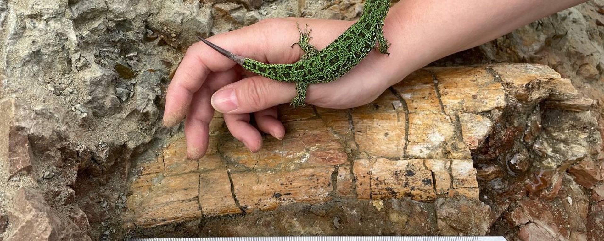 Bone fragment of large sauropod dinosaur in Kemerovo region, Russia. - Sputnik International, 1920, 16.06.2023