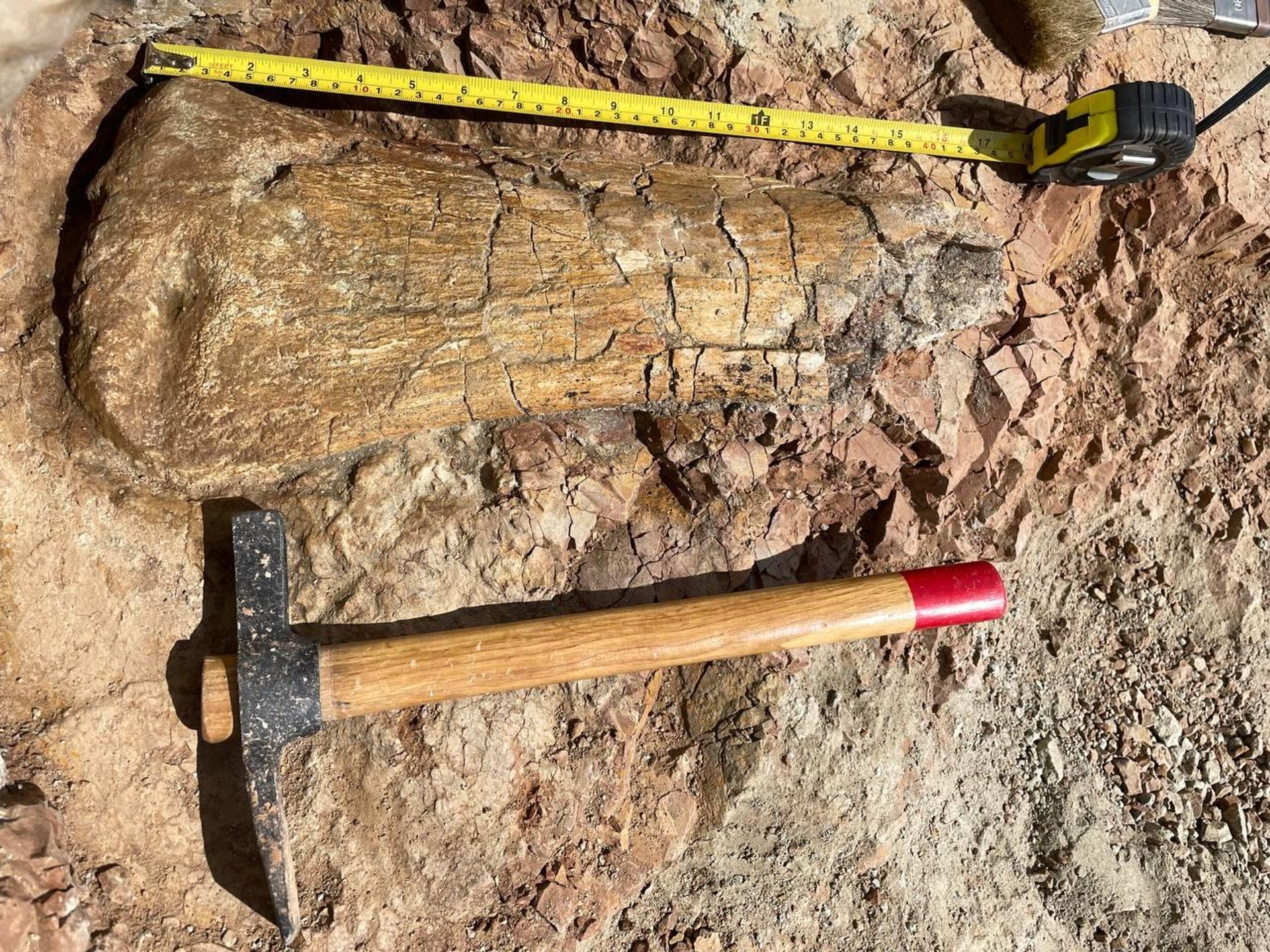 Bone fragment of sauropod dinosaur found in Russia's Kemerovo region. - Sputnik International, 1920, 16.06.2023