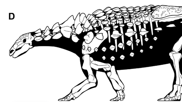Holotype material of Vectipelta barretti in complete skeletal reconstruction, in left lateral view. - Sputnik International