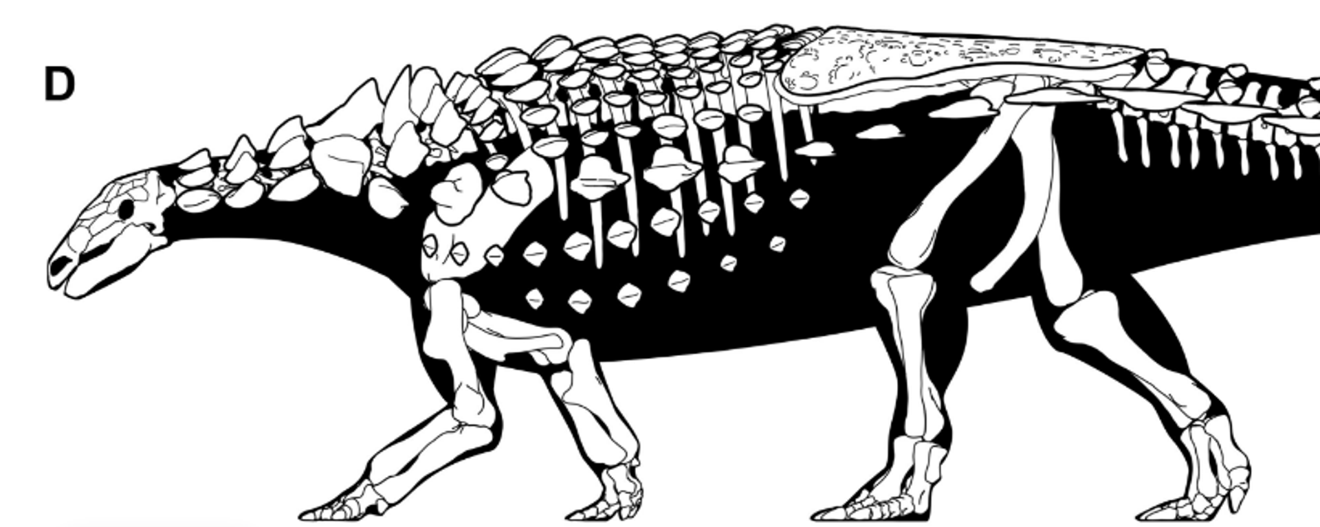 Holotype material of Vectipelta barretti in complete skeletal reconstruction, in left lateral view. - Sputnik International, 1920, 17.06.2023