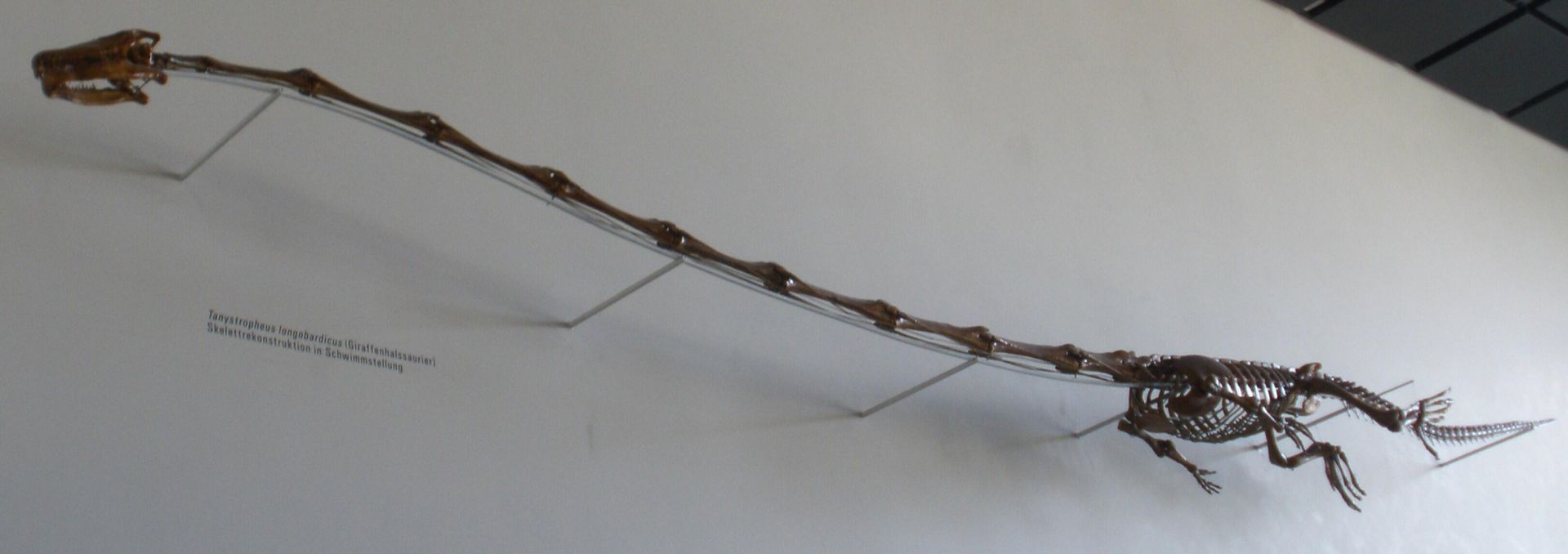 Tanystropheus longobardicus fossil at the Paleontology Museum of Zurich - Sputnik International, 1920, 19.06.2023