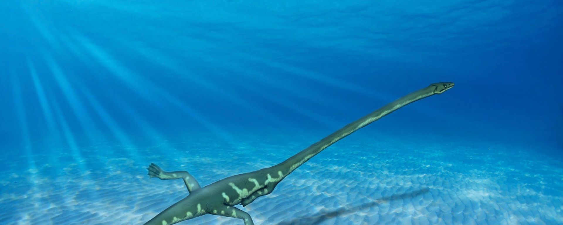 Reconstruction of Tanystropheus swimming in shallow sea - Sputnik International, 1920, 19.06.2023