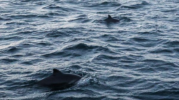 Harbour porpoises swim  - Sputnik International