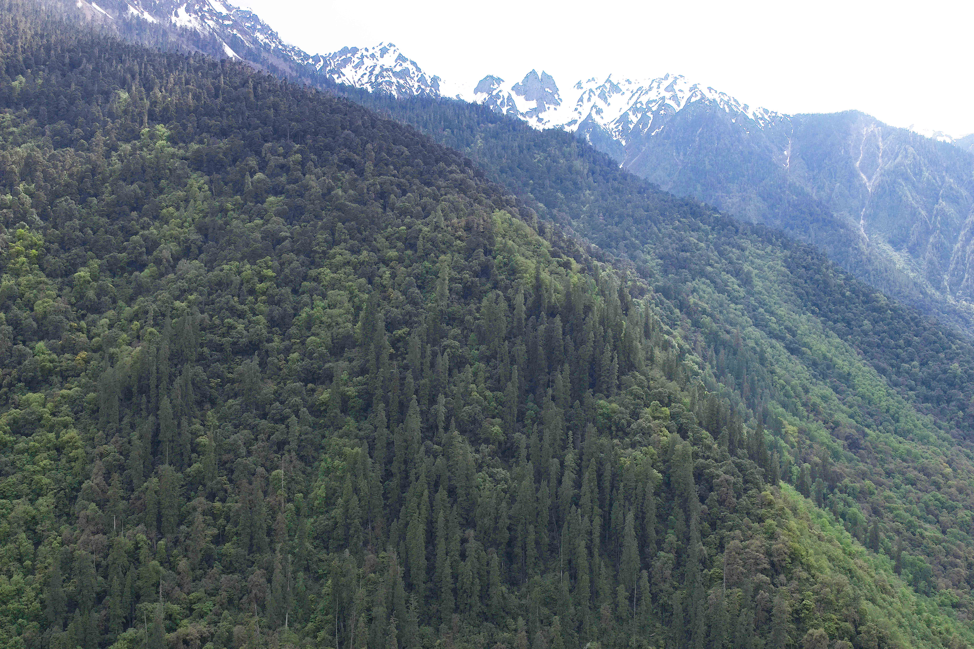 The cluster of the Himalayan cypresses in Yarlung Zangbo Grand Canyon National Nature Reserve, southwest China's Xizang Autonomous Region. - Sputnik International, 1920, 21.06.2023