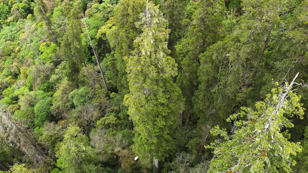 Drone's-eye view of the Himalayan cypresses in Yarlung Zangbo Grand Canyon National Nature Reserve, southwest China's Xizang Autonomous Region. - Sputnik International