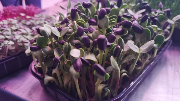 Lab-grown greens - Sputnik International