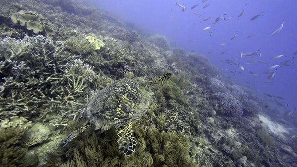 Corals on Moore Reef in Gunggandji Sea Country off the coast of Queensland in eastern Australia on Nov. 13, 2022. - Sputnik International
