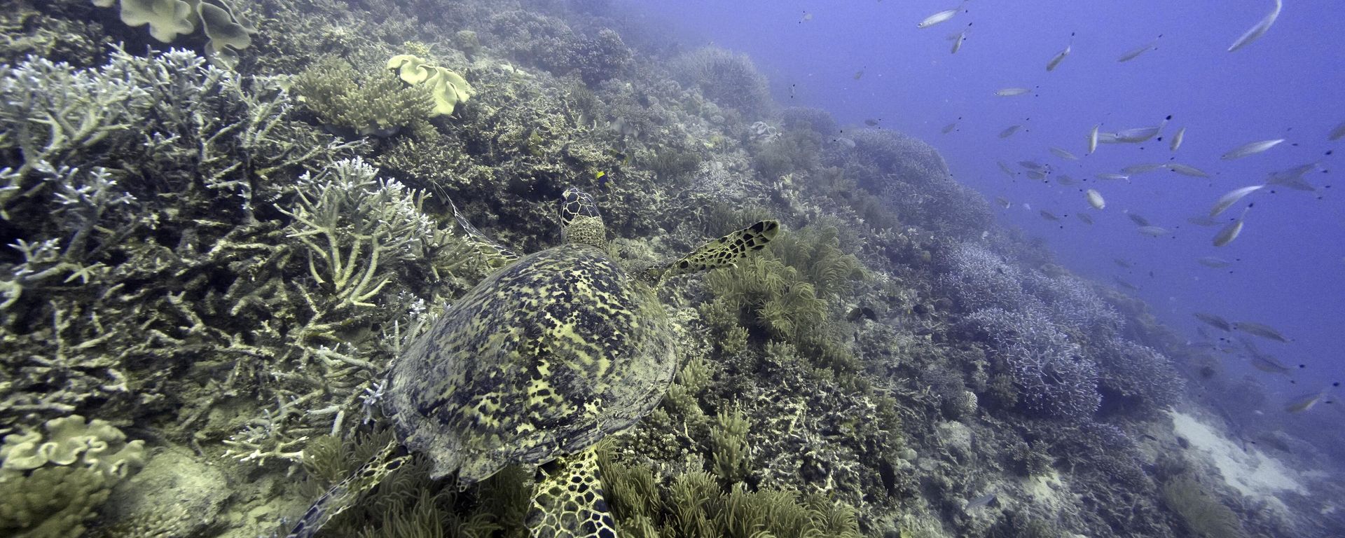 Corals on Moore Reef in Gunggandji Sea Country off the coast of Queensland in eastern Australia on Nov. 13, 2022. - Sputnik International, 1920, 10.07.2023