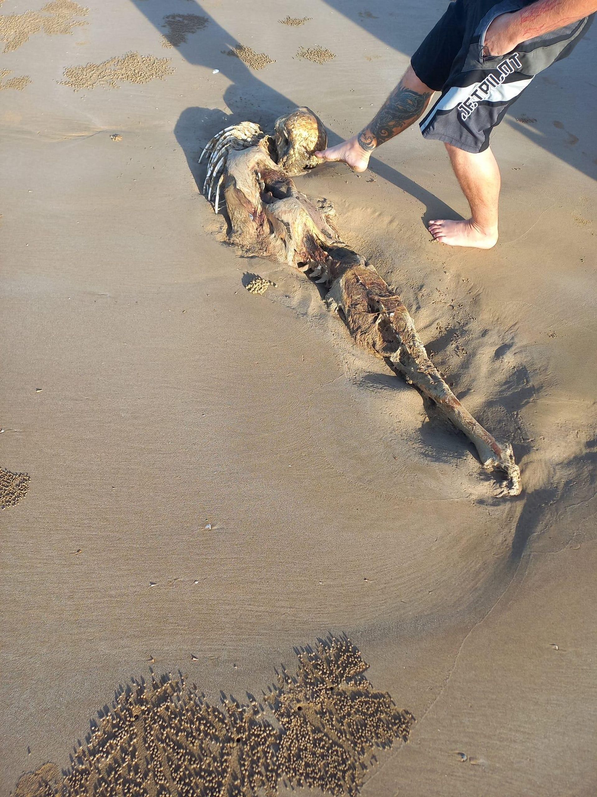 A carcass found on a Queensland, Australia, beach in July 2023 that observers dubbed a mermaid alien A carcass found on a Queensland, Australia, beach in July 2023 that observers dubbed a mermaid alien - Sputnik International, 1920, 14.07.2023